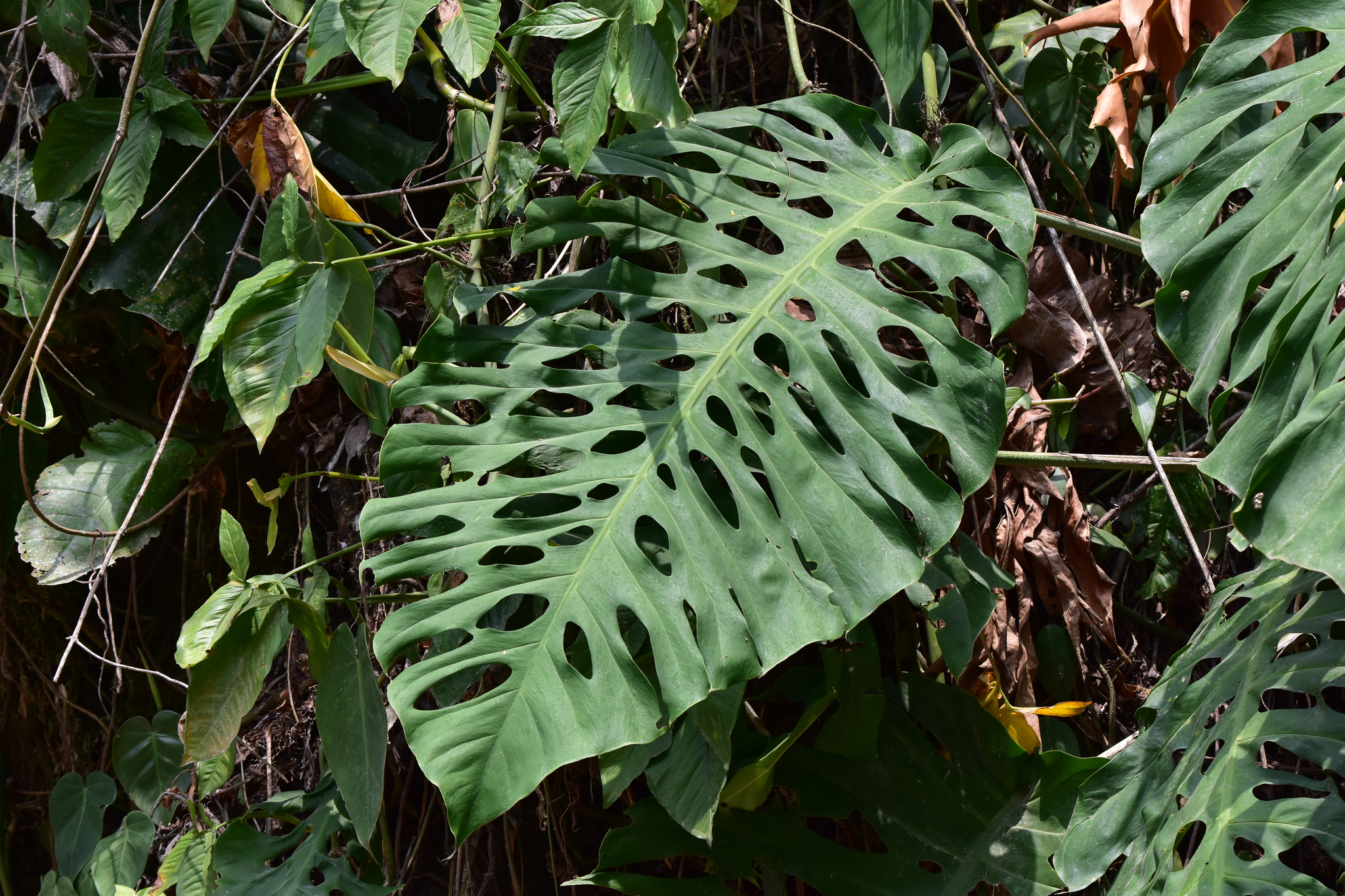 Monstera punctulata  iNaturalist