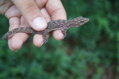 Phyllodactylus lanei