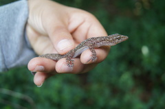 Phyllodactylus lanei