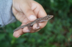 Phyllodactylus lanei