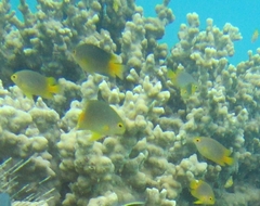 Coral Damselfish photo 4
