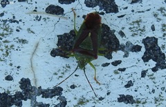 Acanthosoma spinicolle