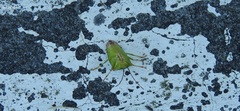 Acanthosoma spinicolle