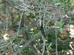 Psalidoprocne pristoptera