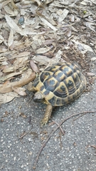 Testudo hermanni hermanni