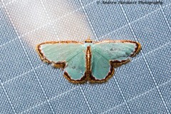 Comostola turgescens