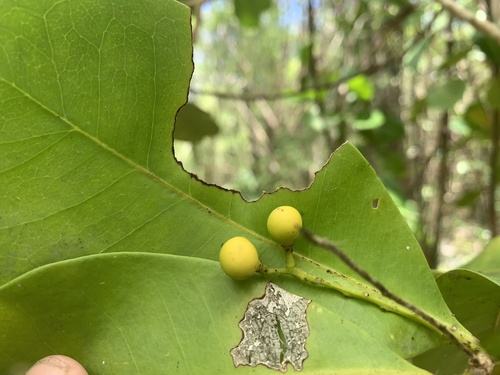 Forchhammeria brevipes