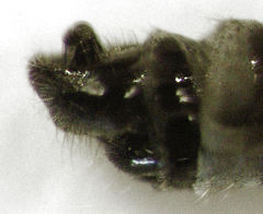 Cladodromia