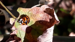 Harmonia axyridis