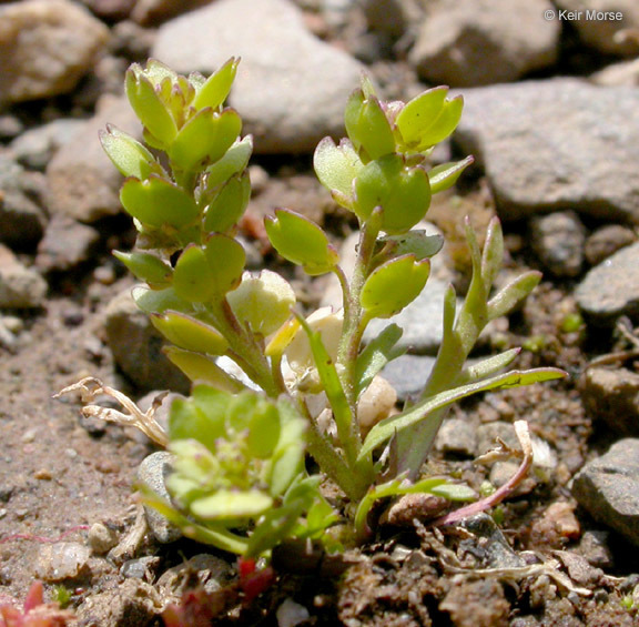 Lepidium strictum