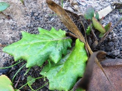 Othonna heterophylla