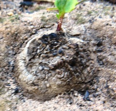 Othonna heterophylla