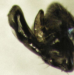 Cladodromia