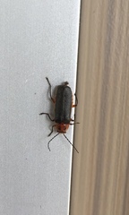 Atalantycha bilineata