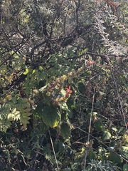 Colquhounia coccinea