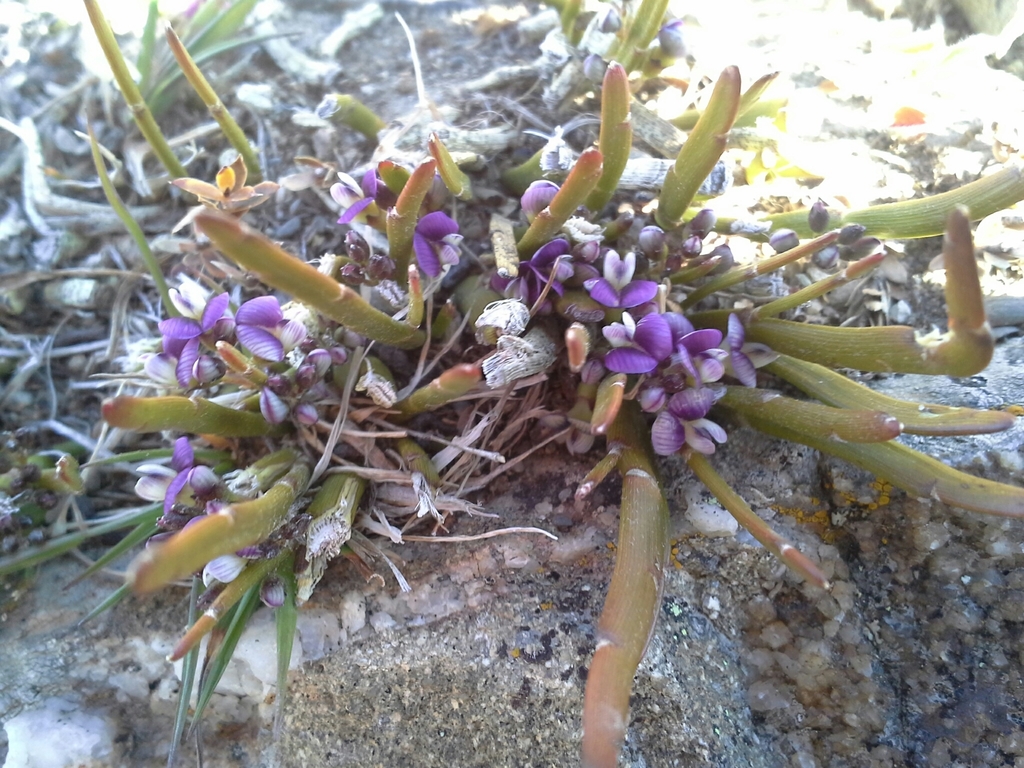 Carmichaelia vexillata