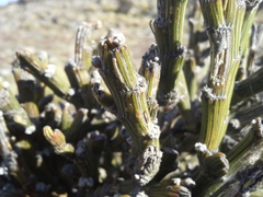 Carmichaelia crassicaulis