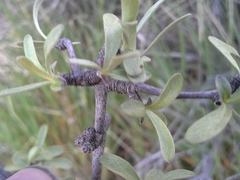 Olearia odorata