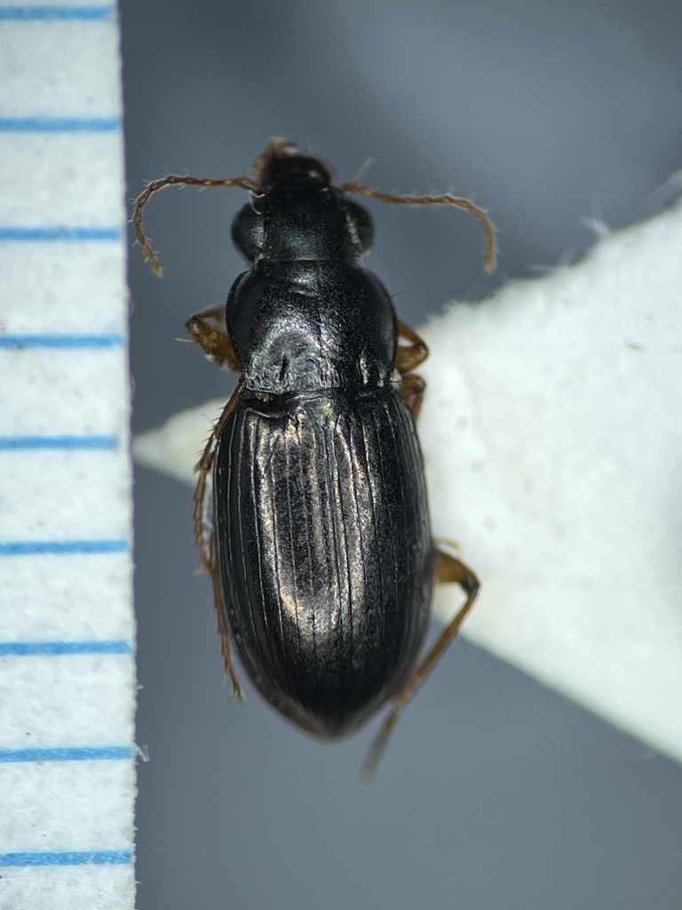 Abaris splendidula