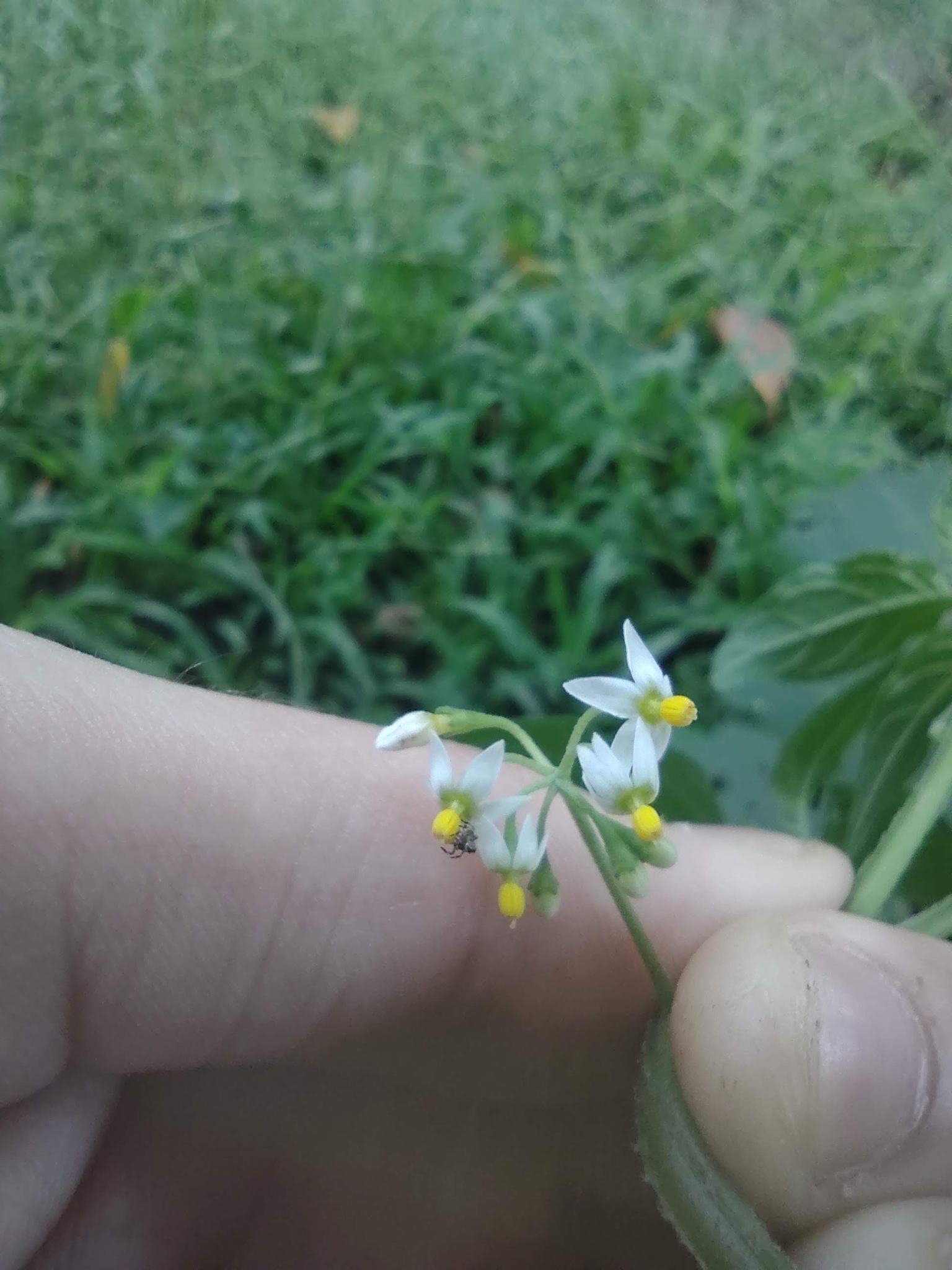 Solanum americanum