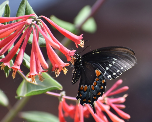 Spicebush swallowtail