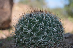 Coryphantha clavata clavata