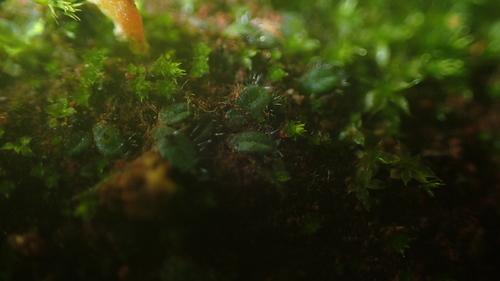 Image of Riccia crinita by (c) Hugo Innes, some rights reserved (CC BY)