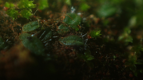 Image of Riccia crinita by (c) Hugo Innes, some rights reserved (CC BY)