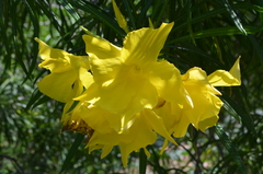 Cascabela thevetioides