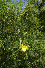 Cascabela thevetioides