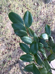 Camellia japonica