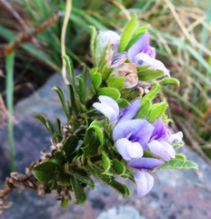 Psoralea obliqua
