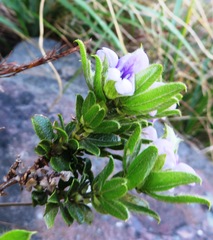Psoralea obliqua