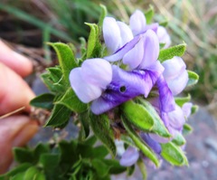Psoralea obliqua
