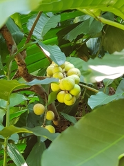 Pometia pinnata
