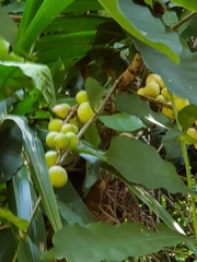 Pometia pinnata