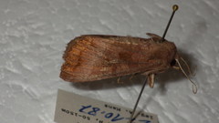 Diarsia canescens
