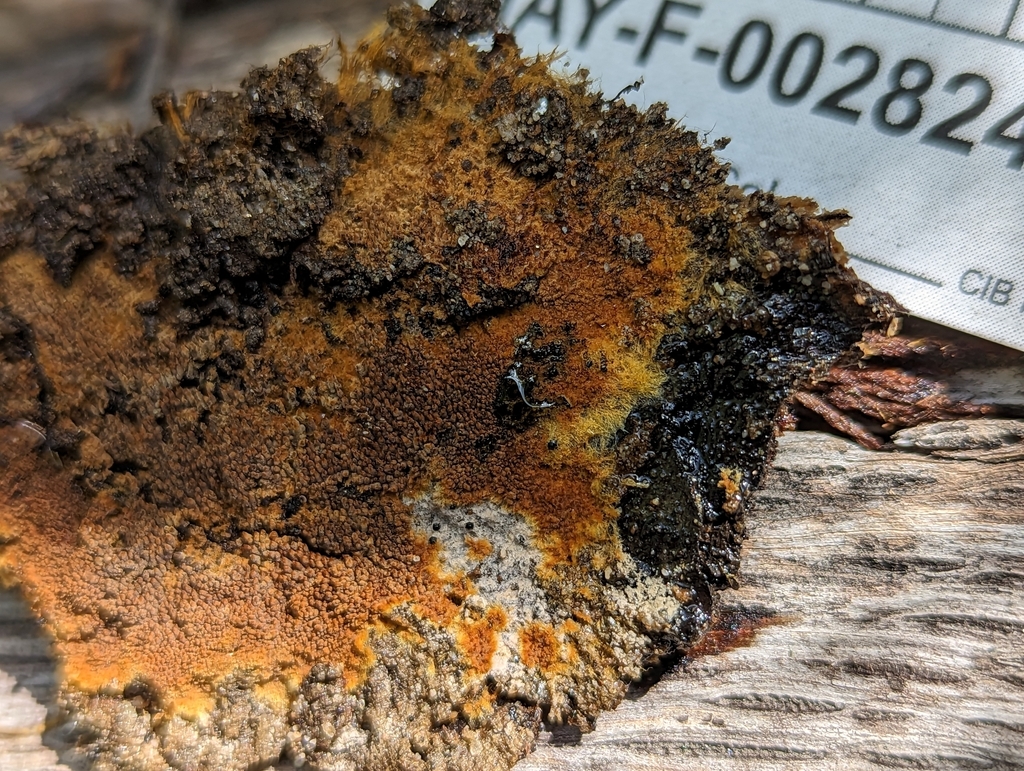 Odontia sp. 'CA01'