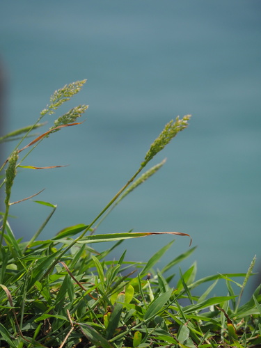 Image of Asian Minor Rabbit’s-Foot Grass (Polypogon fugax) by no rights reserved