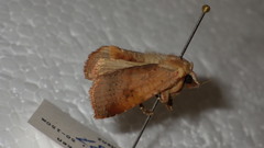Diarsia ruficauda