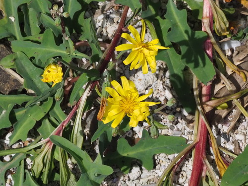Image of Ixeris japonica by no rights reserved