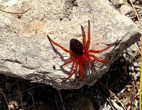 Nicodamidae
