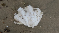 Tridacninae