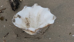 Tridacninae