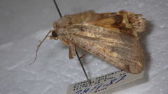 Xestia semiherbida