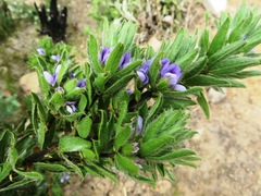 Psoralea obliqua