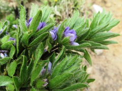 Psoralea obliqua