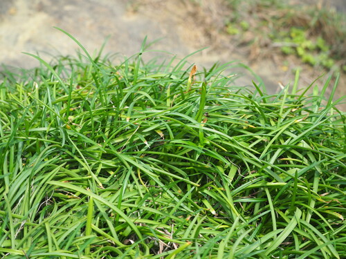 Liriope spicata