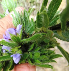 Psoralea obliqua