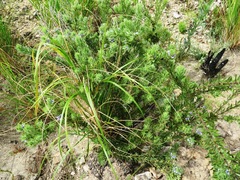 Psoralea obliqua